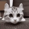 बिल्लियाँ डिप्रेशन ठीक करती हैं 🐈 एनिमेटेड 12