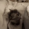 random-gifs 18