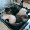 Animated Cats #1 21