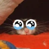 rata triste 6
