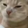 Animated Cats #1 22