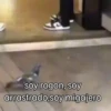 🐦 PALOMA MIGAJERA BAILANDO🐦 15
