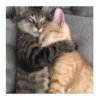 Horny Cats 🐱❤️ 6