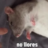 rata triste 7