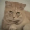 Animated Cats #1 23