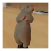 Rata bailando 🐀 12