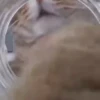Animated Cats #1 24