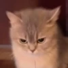 Gatitos 12