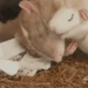 🐀 RATITAS PAL CHAT 🐀 13