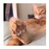 Horny Cats 🐱❤️ 13