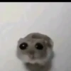 Rata triste de TikTok Meme😞🐭🐁 16