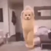 Gatitos 13