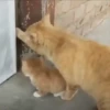 Animated Cats #1 26