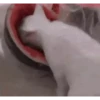 Animated Cats #1 27