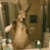 🦘 Canguro Tiktok 🔥 14