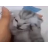 Animated Cats #1 28