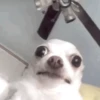 🌈🐕Reaccion Perros Pal Chat🐕🌈 20