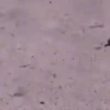 🐦 PALOMA MIGAJERA BAILANDO🐦 13