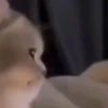 Gatitos 14