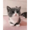 बिल्लियाँ डिप्रेशन ठीक करती हैं 🐈 एनिमेटेड 8