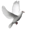 🕊🪺 Paloma MIGAJERA 🪺🕊 8