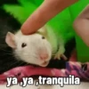 rata triste 8