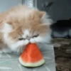 Gatos Animados 😺 10