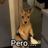 Canguro 2 🦘Tiktok 🔥 14