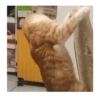 Horny Cats 🐱❤️ 11