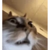 Animated Cats #1 30