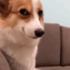 🌈🐕Reaccion Perros Pal Chat🐕🌈 13