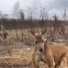 🦘 Canguro Tiktok 🔥 16