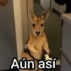 Canguro 2 🦘Tiktok 🔥 15