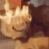 random-gifs 23