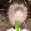 🐀 RATITAS PAL CHAT 🐀 15
