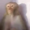 Monkeys 5