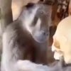 Monkeys 6
