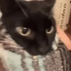 😽Cat Black😽⛧1🇪🇸Movi 6