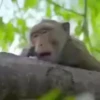 Больше обезьян 7