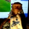Monkeys 7