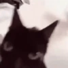 😽Cat Black😽⛧1🇪🇸Movi 7