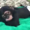 Monkeys 8