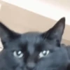 😽Cat Black😽⛧1🇪🇸Movi 9