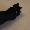 😽Cat Black😽⛧1🇪🇸Movi 10
