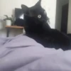😽Cat Black😽⛧1🇪🇸Movi 11