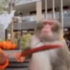 Monkeys 9
