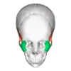 Skulls and bones 💀🦴 + 3 13