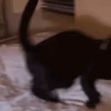😽Cat Black😽⛧1🇪🇸Movi 12