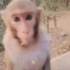 Monkeys 12