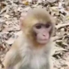 Monkeys 13